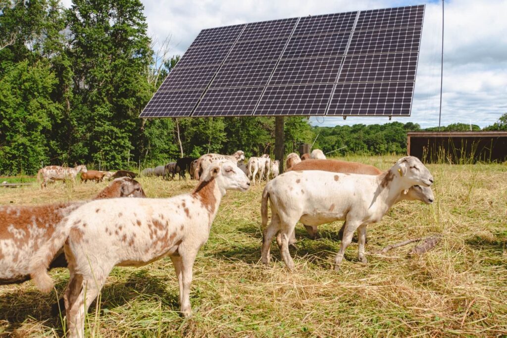 Goats on Azuluna Farms in front of a large 4x4 solar panel array