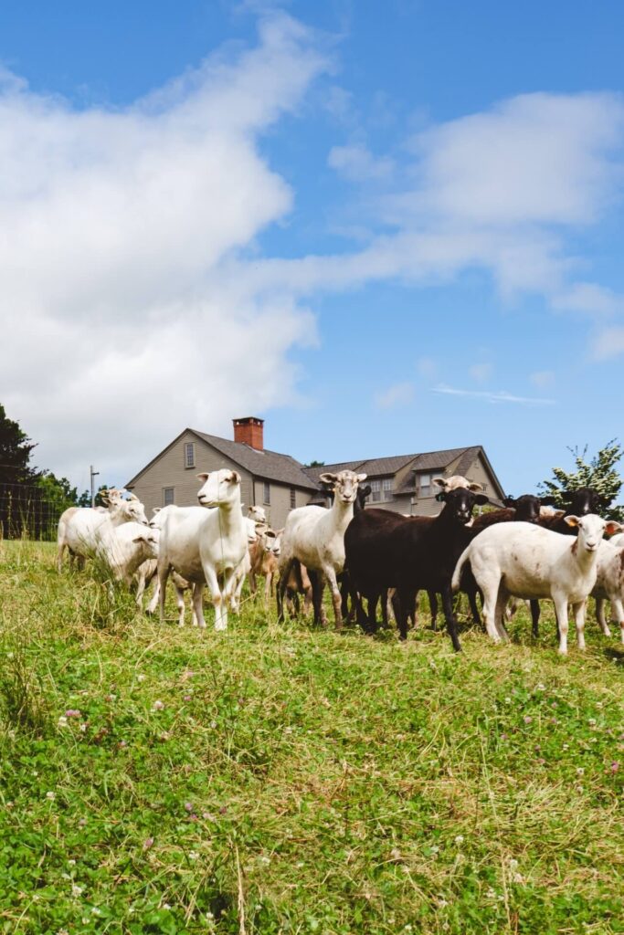 Azuluna Farms goats in front of the Azuluna Farms 1700s farm house