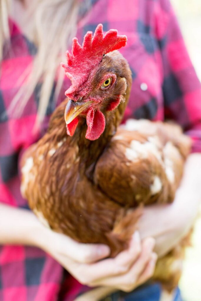 A closeup of a chicken being held by a woman in red and black flannel