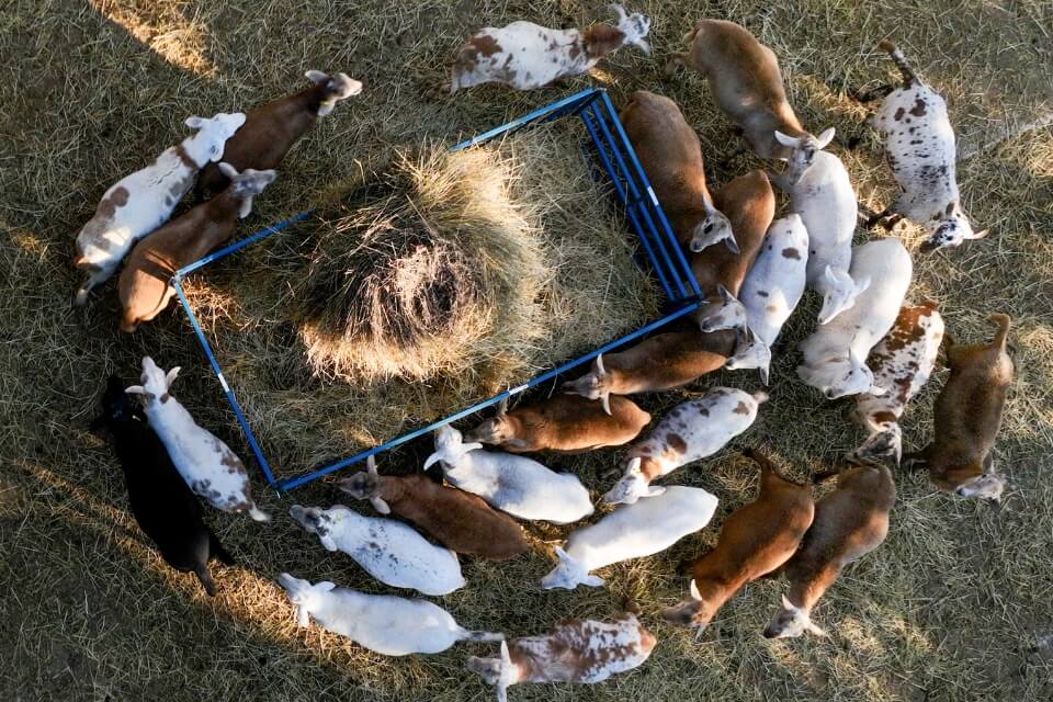 Photo of a circle of grazing goats taken from above