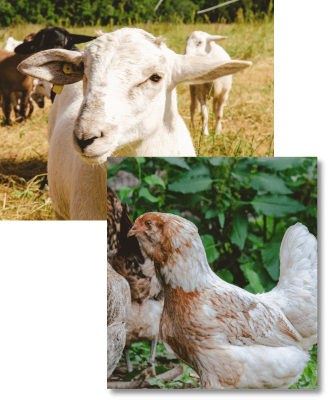 Two photos, one on top of the other. The top left photo is a closeup of a goat and the bottom right photo is a closeup of a chicken