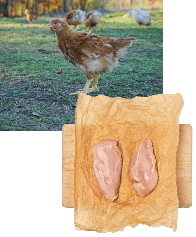 Two photos, one on top of the other. The top left photo is a closeup of a chicken. The bottom right photo is of two uncooked chicken breasts