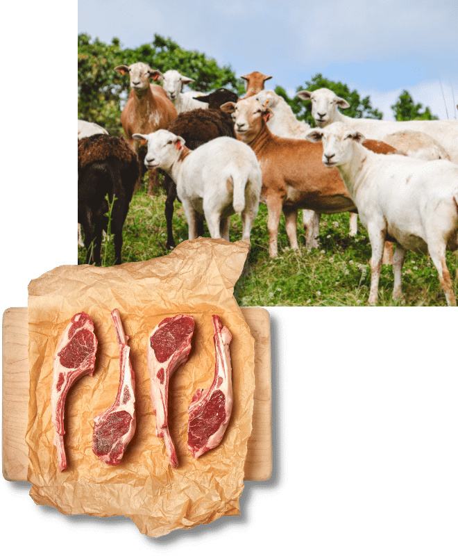 Two photos, one on top of the other. The top right photo is of lamb in a field. The bottom left photo is of uncooked lamb chops in brown paper on a wooden cutting board