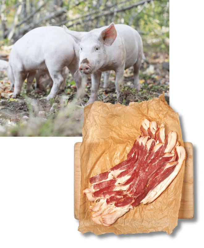 Two photos, one on top of the other. The top left photo is of pigs. The bottom right photo is of uncooked bacon.