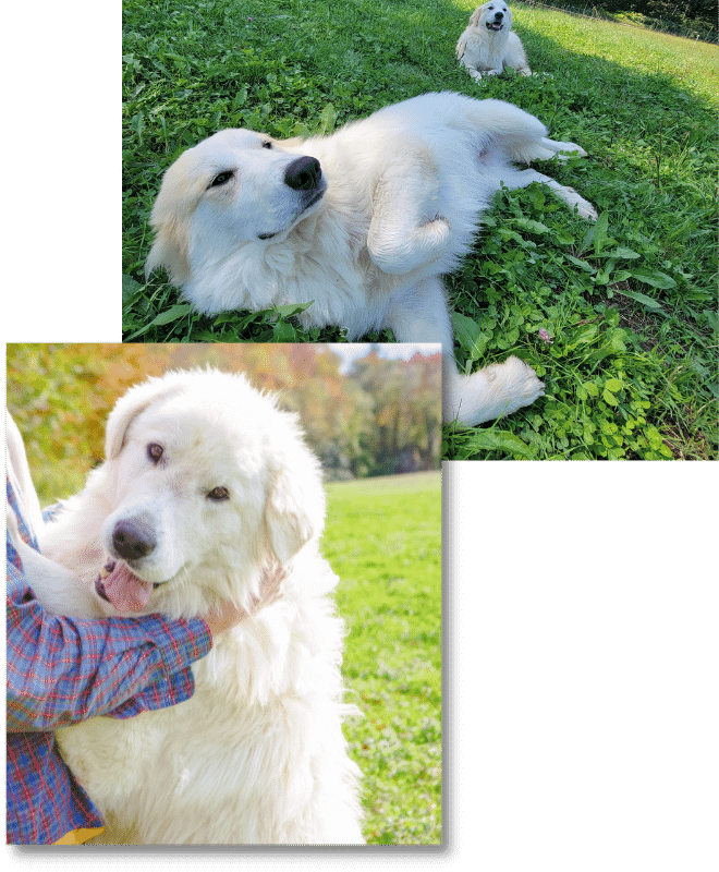Two photos, one on top of the other. Both contain livestock guardian dogs living their best dog life