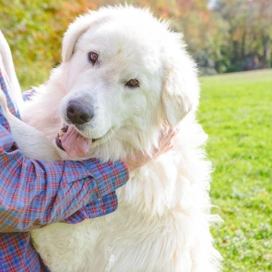 A large livestock guardian dog, on it's hind legs, leaning against and being petted by person off the left side of the screen