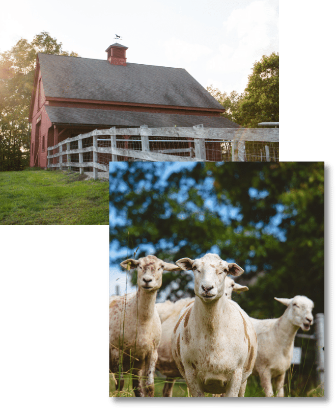 Two photos, one on top of the other. The top left photo is of the Azuluna Farms red barn, the bottom right photo is of four goats surrounded by greenery and blue skies