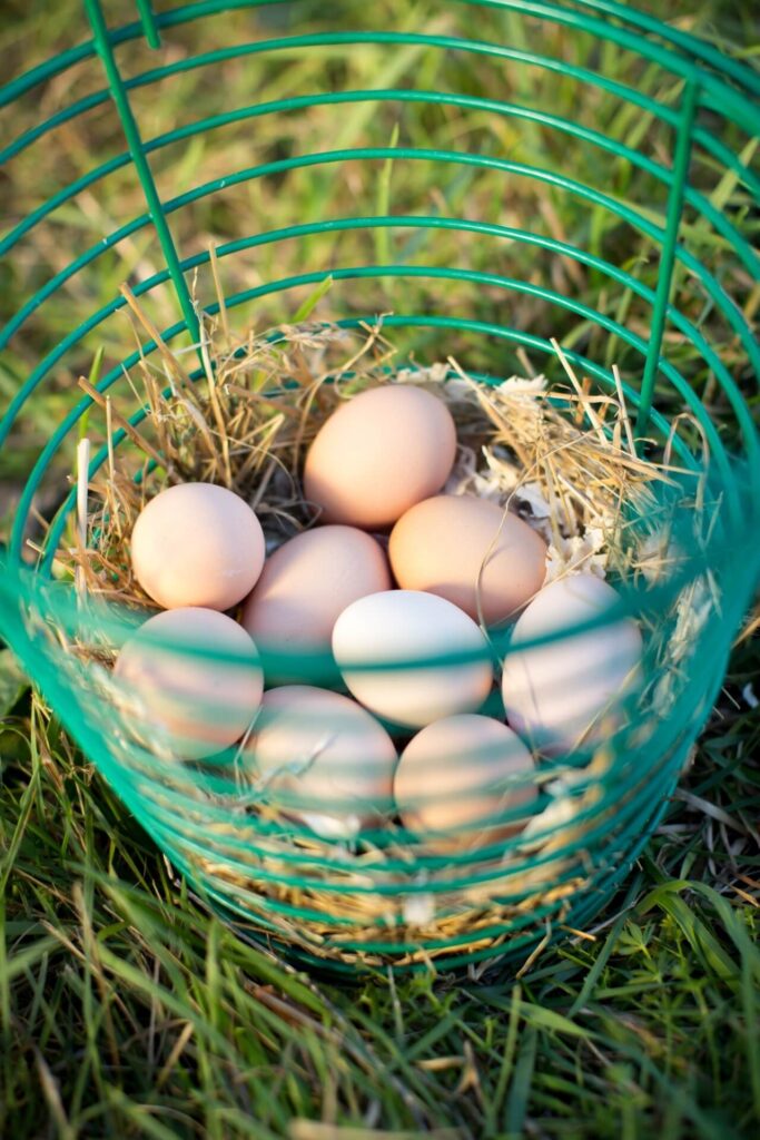 Nine eggs in a green metal basket on top of a bed of hay, sitting in the grass