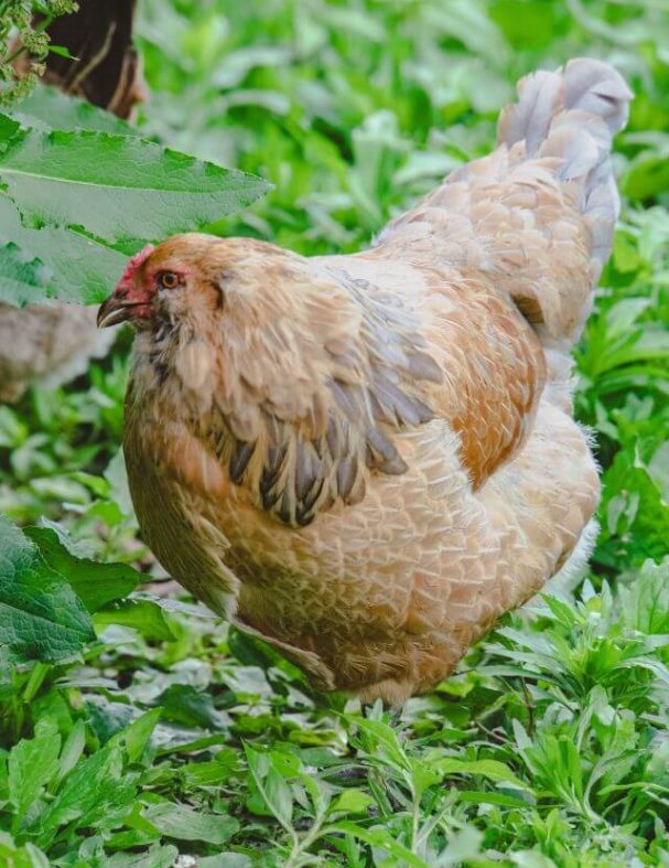 Azuluna_Farms_Pasture_Raised_Eggs_Chicken