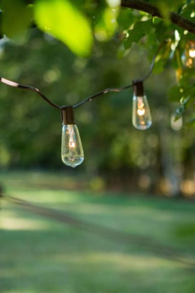 Edison string lights hanging in greenery